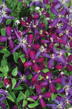 SWEET SUMMER LOVE CLEMATIS 2G