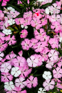 SWEET WILLIAM ROCKIN PINK MAGIC (DIANTHUS) 1G