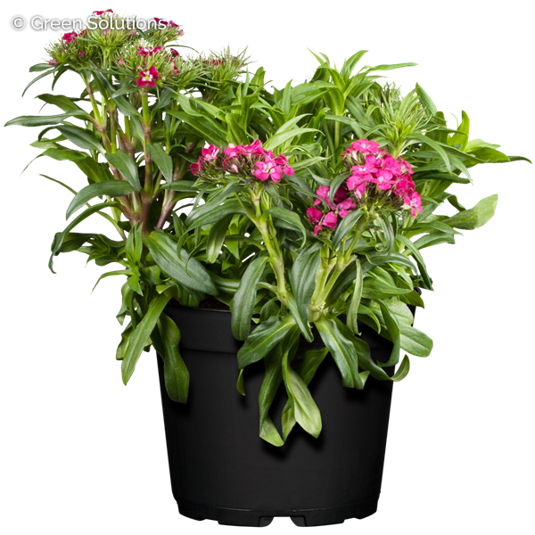 SWEET WILLIAM ROCKIN PURPLE 1G