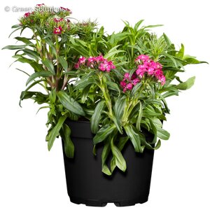 SWEET WILLIAM ROCKIN PURPLE 1G