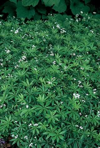 SWEET WOODRUFF (GALIUM) 4INCH