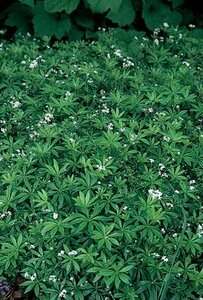 SWEET WOODRUFF (GALIUM) 4INCH