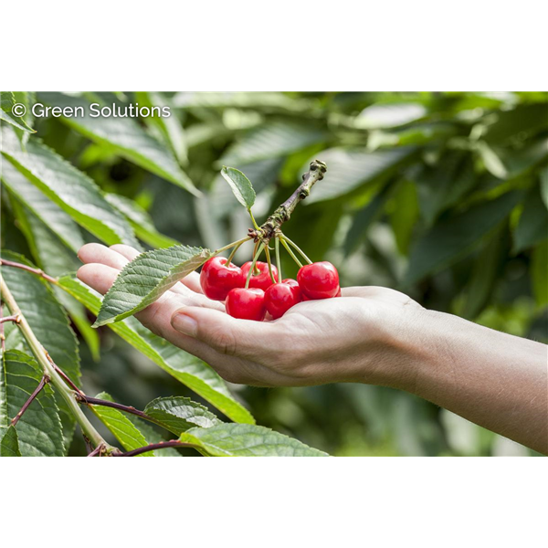 SWEETHEART CHERRY DWARF (3 MONTH WARRANTY)