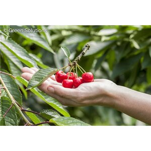 SWEETHEART CHERRY DWARF (3 MONTH WARRANTY)