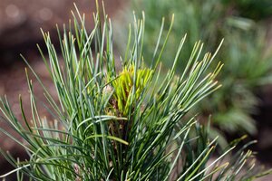 SWISS STONE PINE 70CM - image 3
