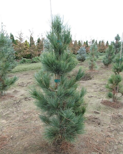 SWISS STONE PINE 70CM