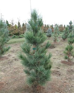 SWISS STONE PINE 70CM