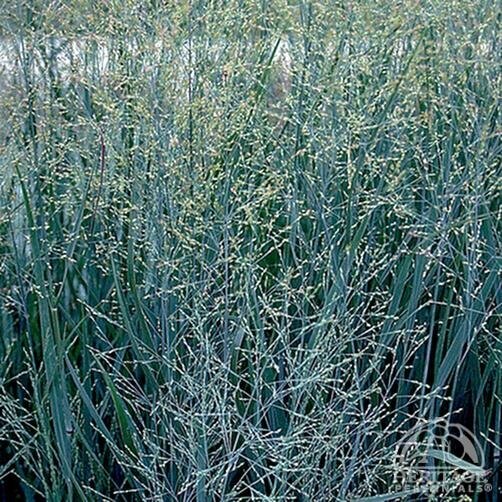 SWITCH GRASS HEAVY METAL 1G
