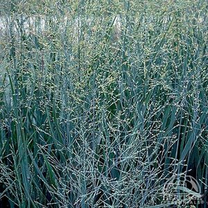SWITCH GRASS HEAVY METAL 1G