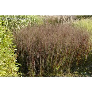 SWITCH GRASS HOT ROD 1G