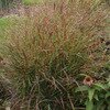 SWITCH GRASS RED FLAME 1G