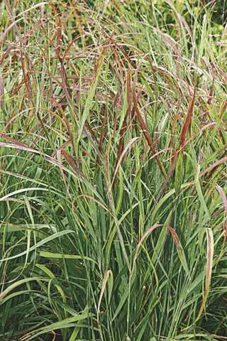 SWITCH GRASS SHENANDOAH 2G