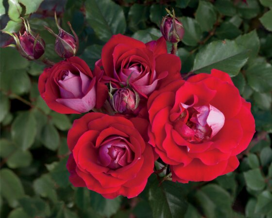 TAKE IT EASY ROSE (Shrub) 2G Red (3 Month Warranty)