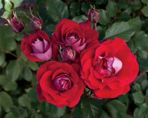 TAKE IT EASY ROSE (Shrub) 2G Red (3 Month Warranty)
