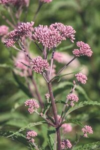 TALL JOE PYE WEED (NATIVE) 1G