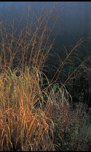 TALL MOOR GRASS SKYRACER1G