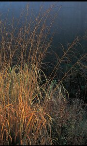 TALL MOOR GRASS SKYRACER1G