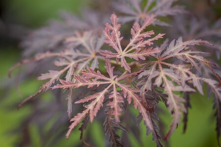 TAMUKEYAMA JAPANESE MAPLE 110 CM - image 1