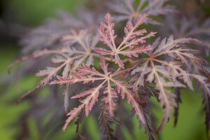 TAMUKEYAMA JAPANESE MAPLE 110 CM - image 1