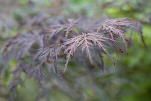 TAMUKEYAMA JAPANESE MAPLE 110 CM - image 2
