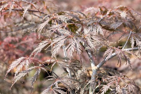 TAMUKEYAMA JAPANESE MAPLE 110 CM - image 3