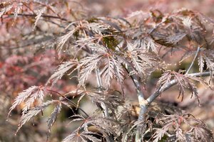 TAMUKEYAMA JAPANESE MAPLE 110 CM - image 3