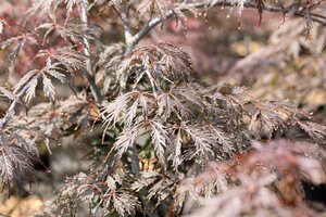 TAMUKEYAMA JAPANESE MAPLE 110 CM - image 4