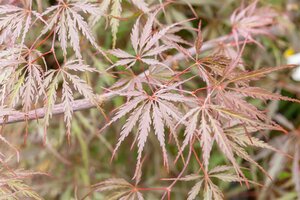 TAMUKEYAMA JAPANESE MAPLE 110 CM - image 5