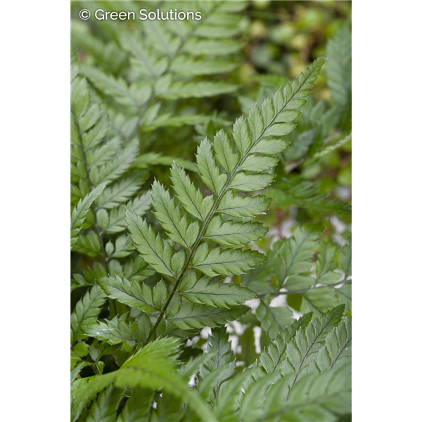 TASSLE FERN 1G