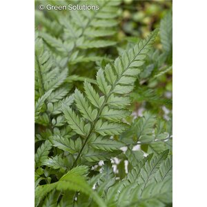 TASSLE FERN 1G