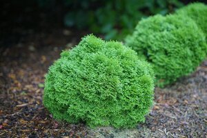 TATER TOT GLOBE CEDAR PW 25CM