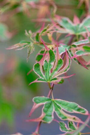 TAYLOR CUTLEAF JAPANESE MAPLE 150CM  - image 3