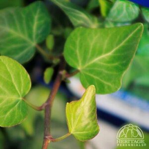 TEARDROP IVY 6"