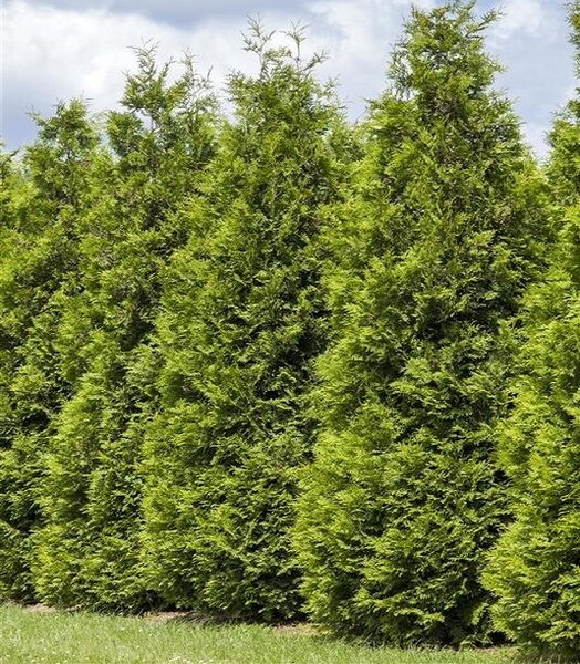 TECHNY CEDAR 150CM BB