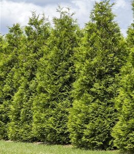 TECHNY CEDAR 150CM BB