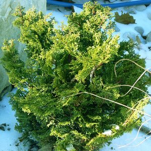 TEMPELHOF CYPRESS 30 CM