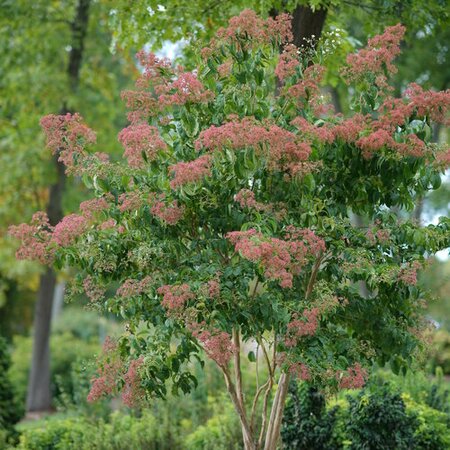 TEMPLE OF BLOOM SEVEN SONS TREE 20CM - image 3