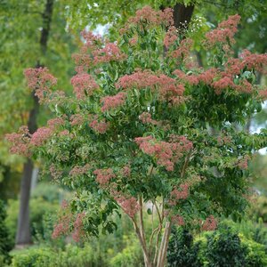 TEMPLE OF BLOOM SEVEN SONS TREE 20CM - image 3