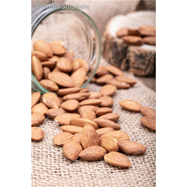 TEXAS MISSON ALMOND  (3 MONTH WARRANTY)