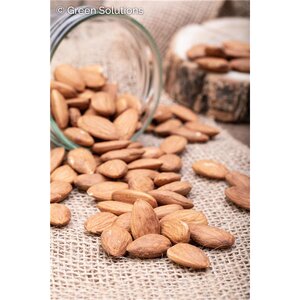 TEXAS MISSON ALMOND  (3 MONTH WARRANTY)