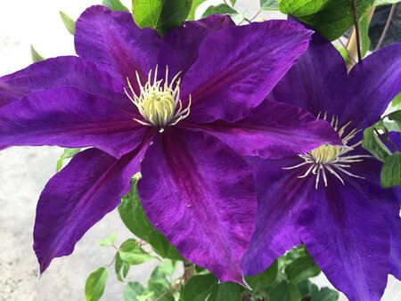 THE DUCHESS OF CORNWALL CLEMATIS 2G