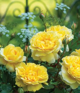 THE POET'S WIFE ROSE D.AUSTIN YELLOW 3 MONTH WARRANTY