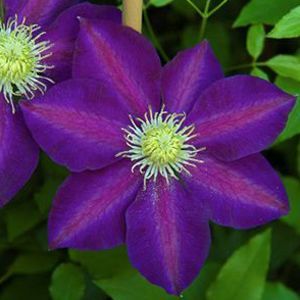 THE VAGABOND CLEMATIS