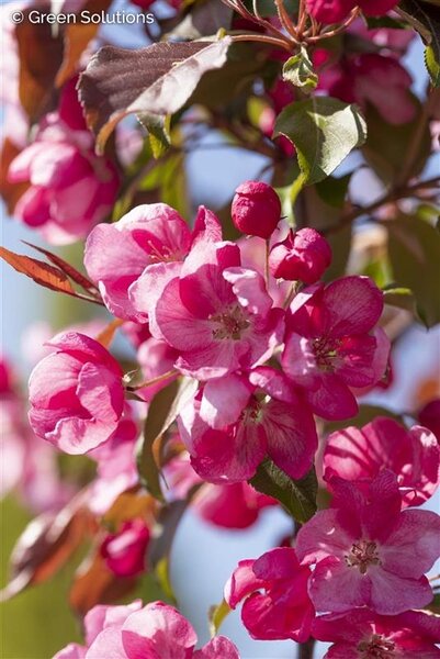 THUNDERCHILD CRABAPPLE 175CM