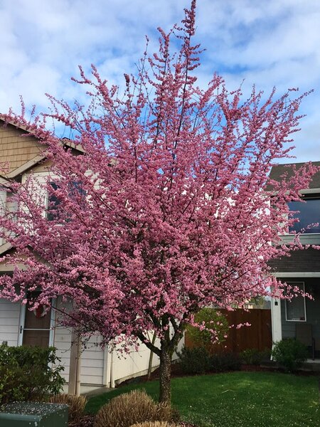 THUNDERCLOUD FLOWERING PLUM 250CM