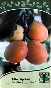 TILTON APRICOT 125CM SEMI (3 month warranty) - image 2