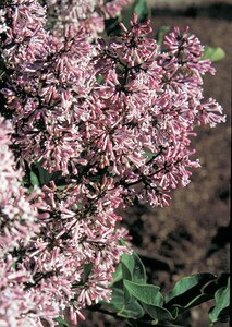TINKERBELLE LILAC STD 120CM