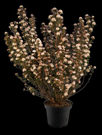 TINY WINE NINEBARK 25 CM - image 4