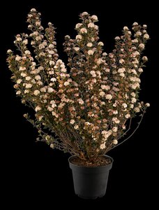 TINY WINE NINEBARK 25 CM - image 4