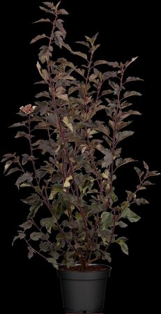 TINY WINE NINEBARK 25 CM - image 1